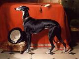 A Favorite Greyhound of Prince Albert Edwin Landseer (1841)