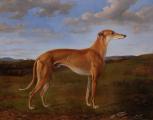 Greyhound Judy (William Henry Wheelwright, 1855)