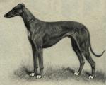 Greyhound_Portrait (1876)