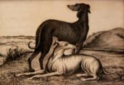 Greyhounds (Elizabeth Mackay, 1850)