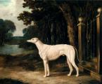 A White Greyhound (Vandeau, 1839)