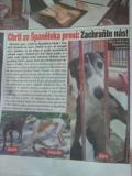 Španělská perrera - zpráva z tisku